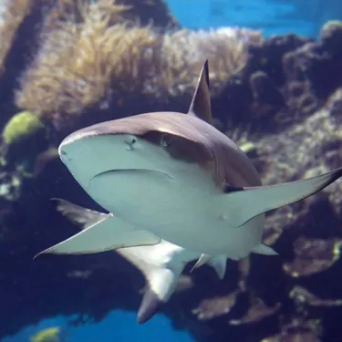 Blacktip Shark at SEA LIFE