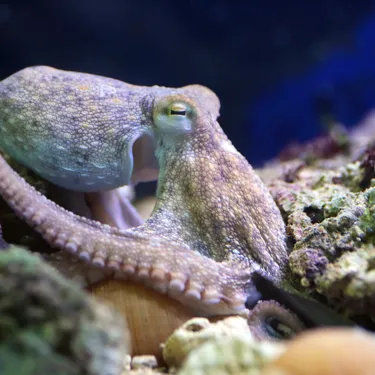 Octopus at SEA LIFE