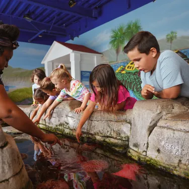 Kids at touchpools in SEA LIFE