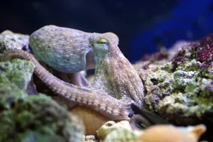 Octopus at SEA LIFE