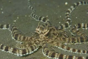 7154 Octopus Berrima