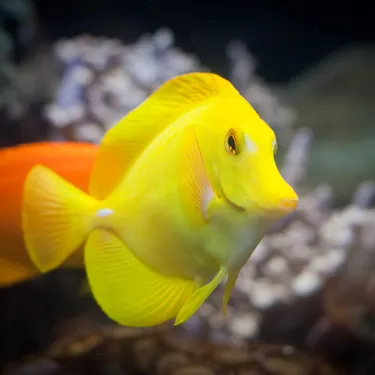 Yellow Tang At Sea Life
