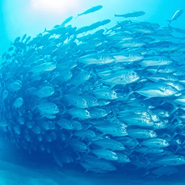 School Of Fish