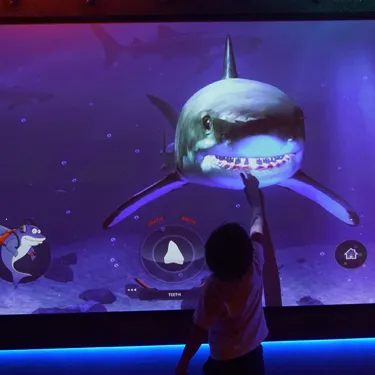 meet a shark exhibit at SEA LIFE Carlsbad Aquarium