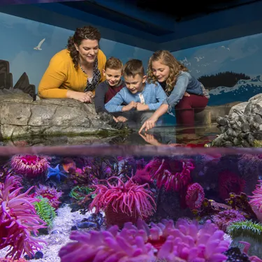 Sea Life Aquarium Touch Pool