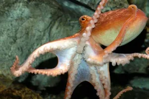 Common Octopus At Sea Life