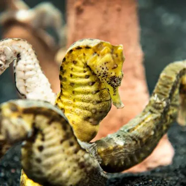 Seahorses At Sea Life Michigan