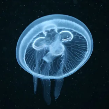 Jelly Invaders