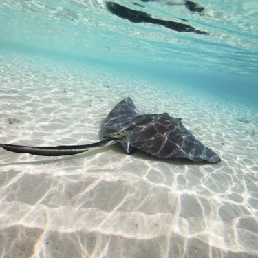 Stingray