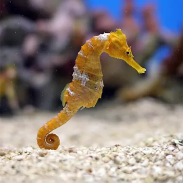 Sea Horse Sq